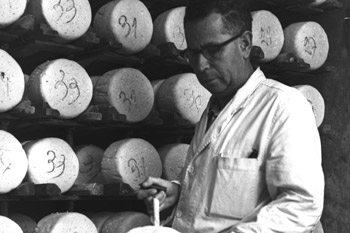 ייצור גבינת רוקפר במחלבת תל יוסף. צילום:פריץ כהן, ארכיון לע"מ