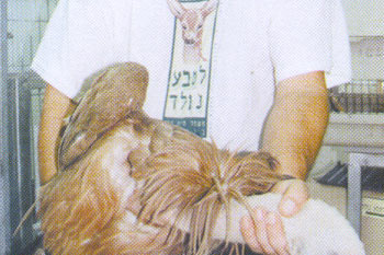1998: נשר שנפגע מהרעלה ברמת הגולן מקבל טיפול ב"לטבע נולד".