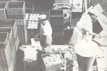 תחילת שנות ה-70: מילוי תוצרת בגביעים, מחלבת רחובות.