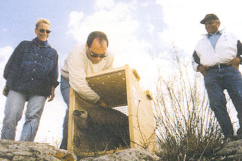 1997: משחררים לטבע נשר שהחלים וזוכרים את רון ארד.